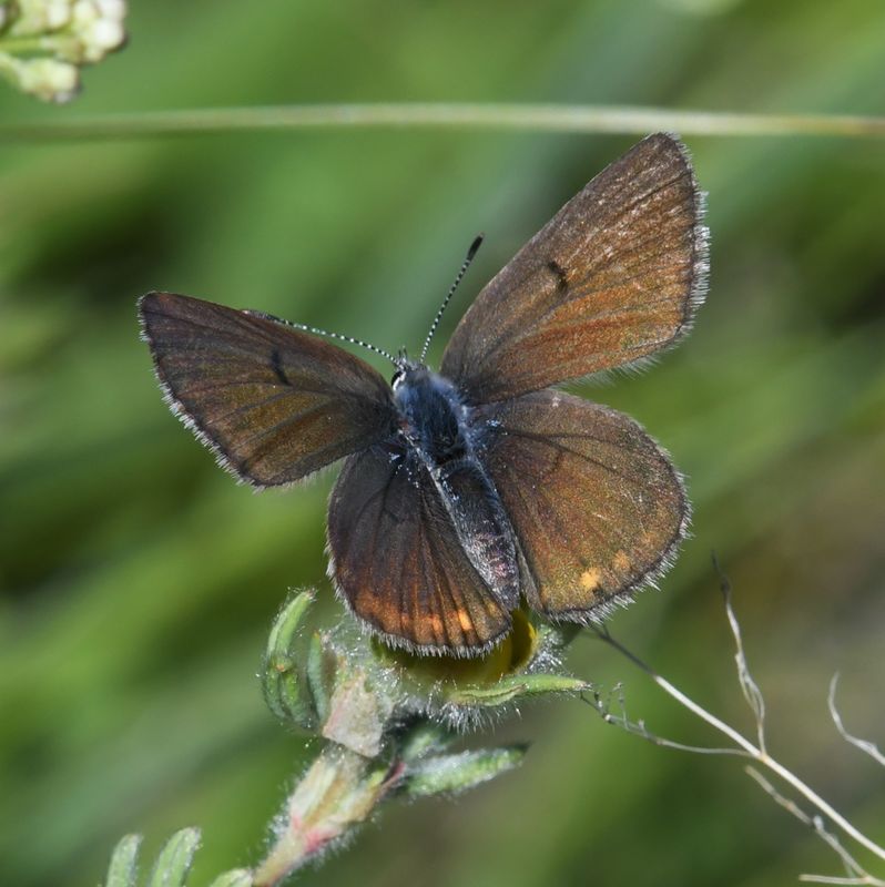 Greenish Blue: Icaricia saepiolus