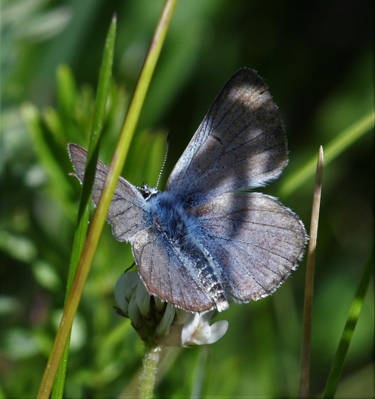 Greenish Blue: Icaricia saepiolus