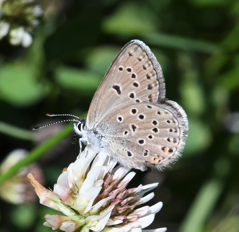Greenish Blue: Icaricia saepiolus