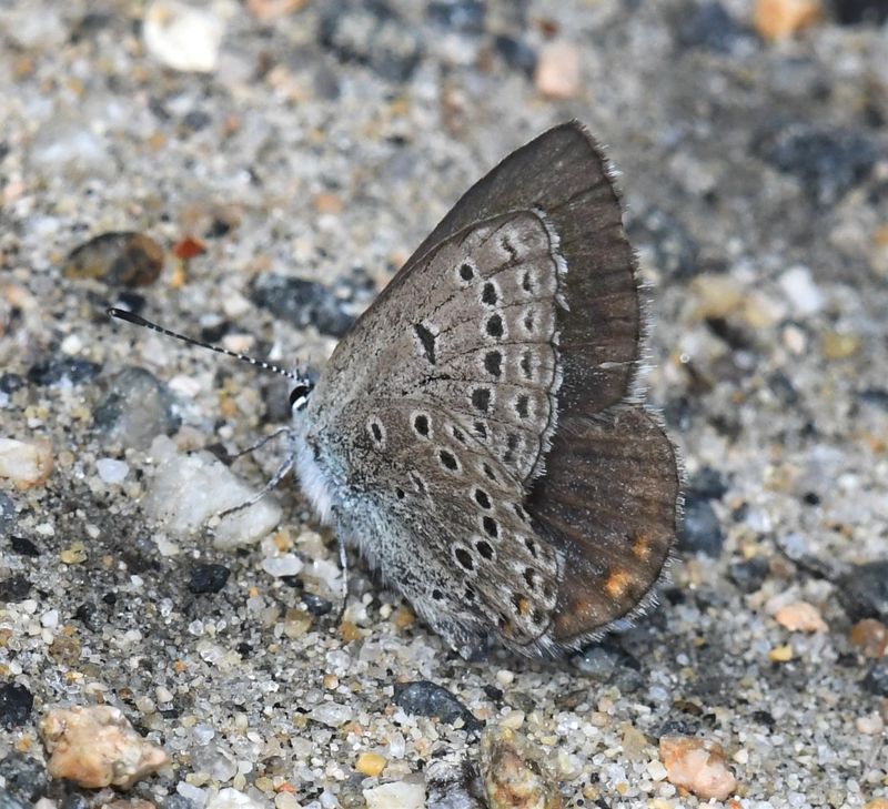 Greenish Blue: Icaricia saepiolus