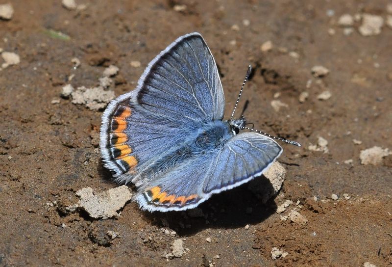 Lupine Blue: Icaricia lupini