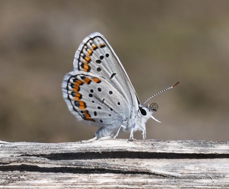 Melissa's Blue: Plebejus melissa