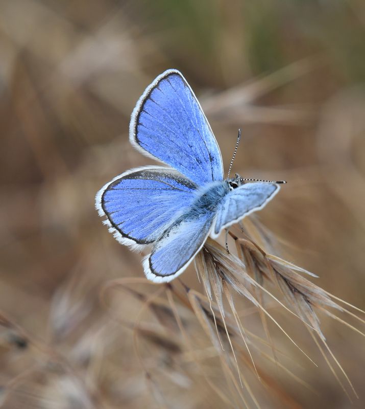 Melissa's Blue: Plebejus melissa