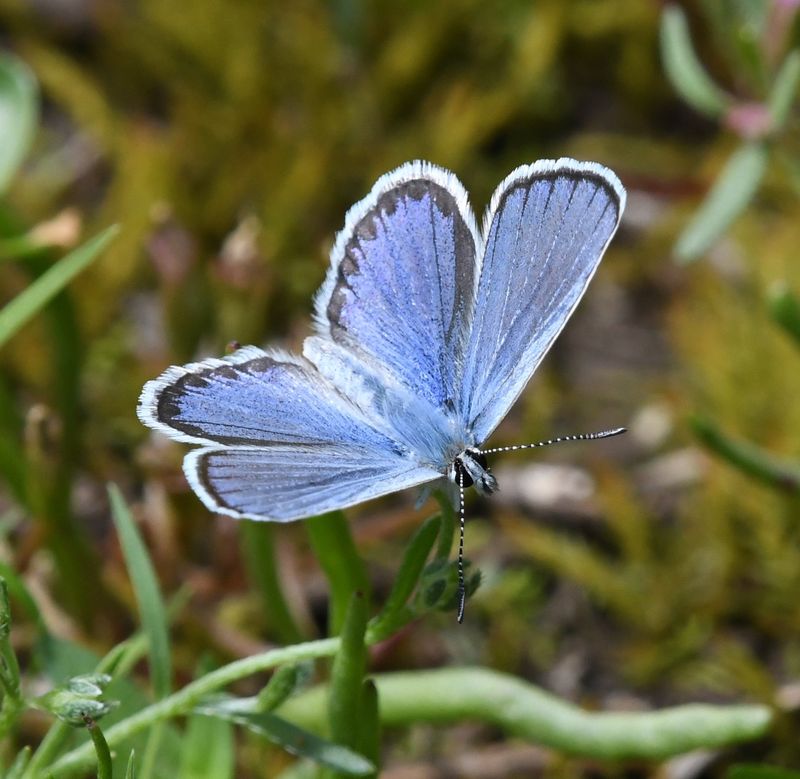 Northern Blue: Plebejus idas