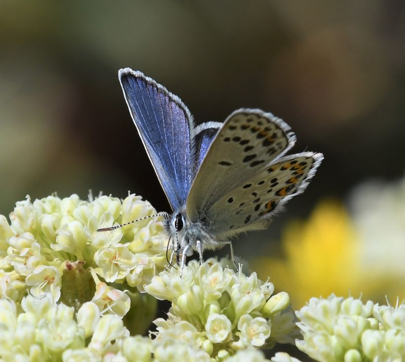 Northern Blue: Plebejus idas