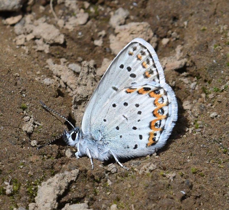 Northern Blue: Plebejus idas
