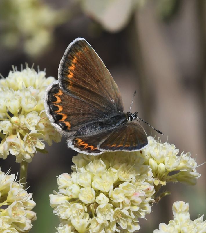 Northern Blue: Plebejus idas