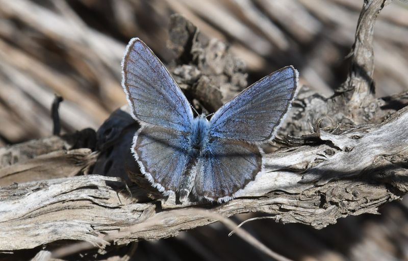 Northern Blue: Plebejus idas