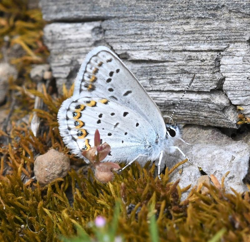 Northern Blue: Plebejus idas