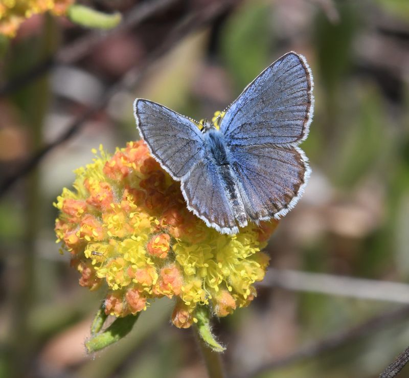 Northern Blue: Plebejus idas