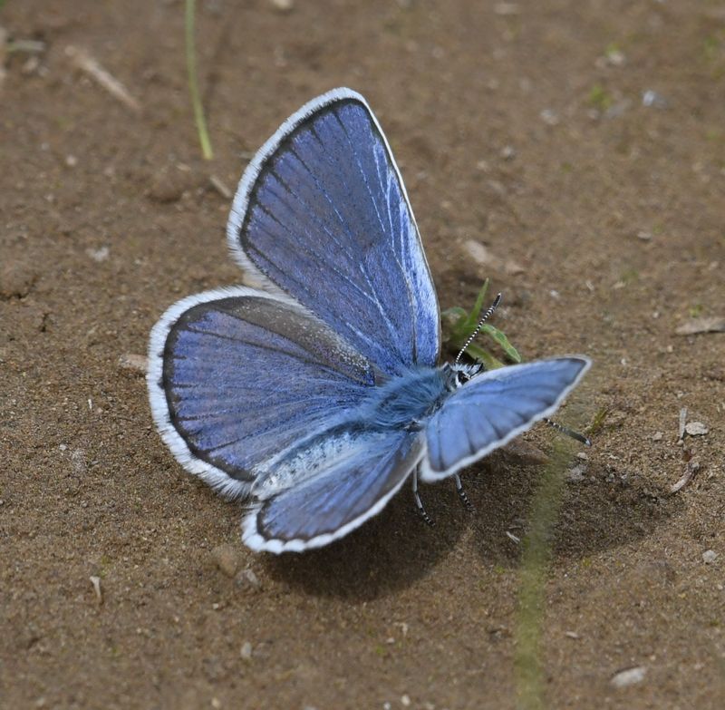 Northern Blue: Plebejus idas