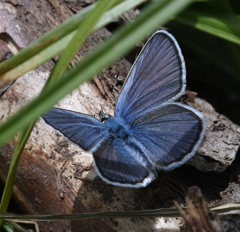 Northern Blue: Plebejus idas