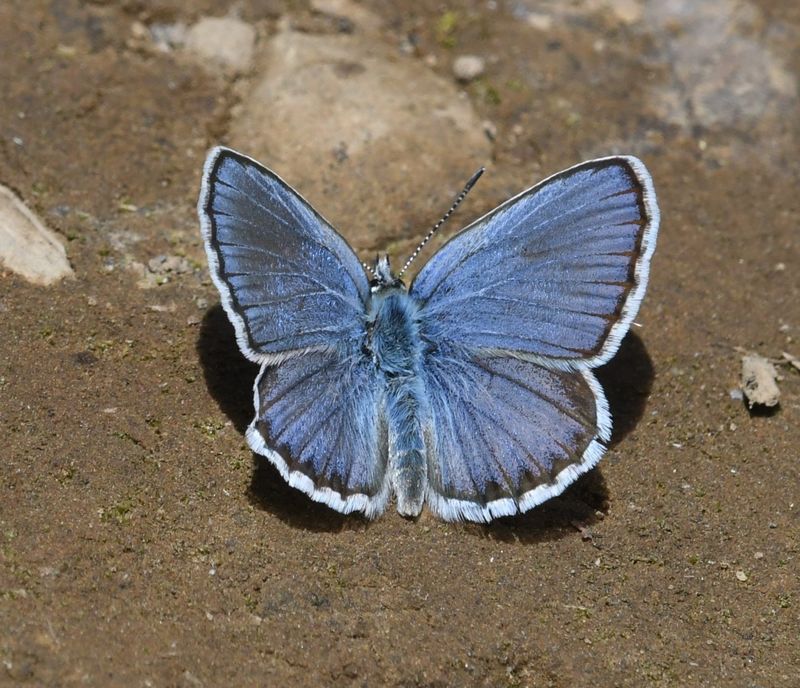 Northern Blue: Plebejus idas