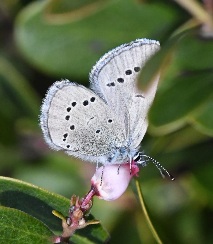 Silvery Blue: Glaucopsyche lygdamus