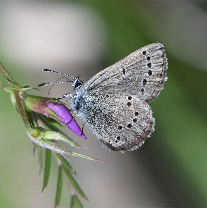Silvery Blue: Glaucopsyche lygdamus