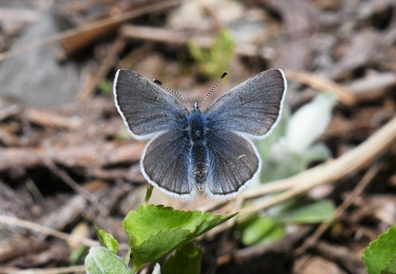 Silvery Blue: Glaucopsyche lygdamus
