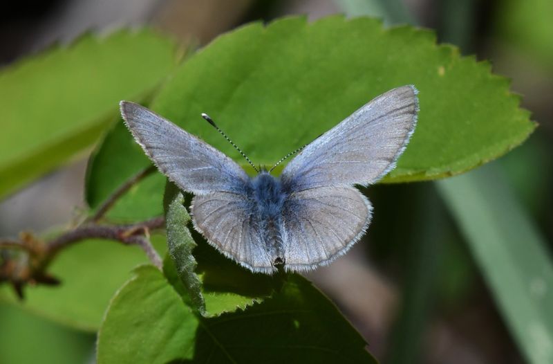 Silvery Blue: Glaucopsyche lygdamus