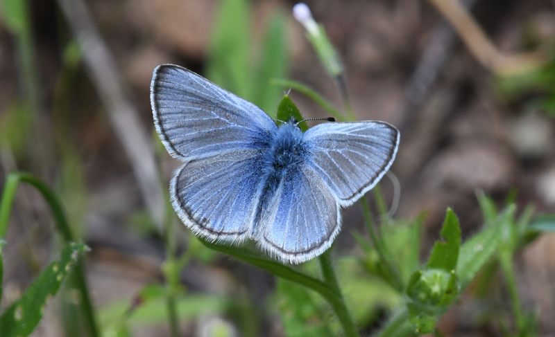 Silvery Blue: Glaucopsyche lygdamus