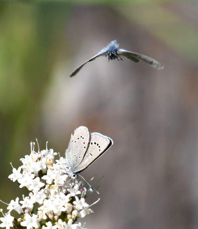 Silvery Blue: Glaucopsyche lygdamus