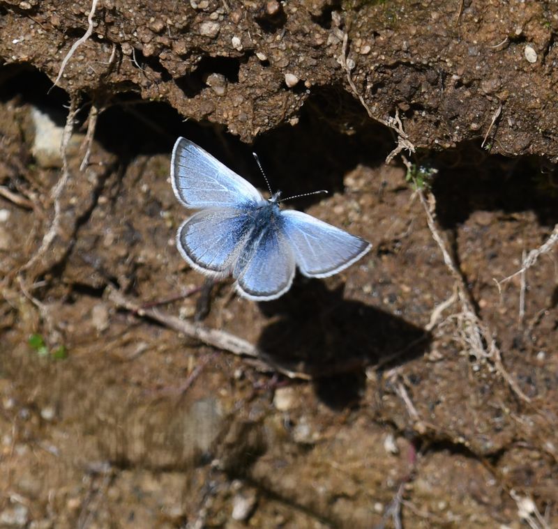 Silvery Blue: Glaucopsyche lygdamus