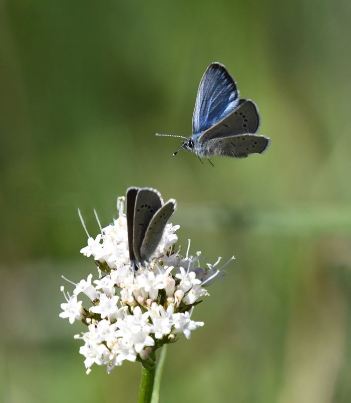 Silvery Blue: Glaucopsyche lygdamus