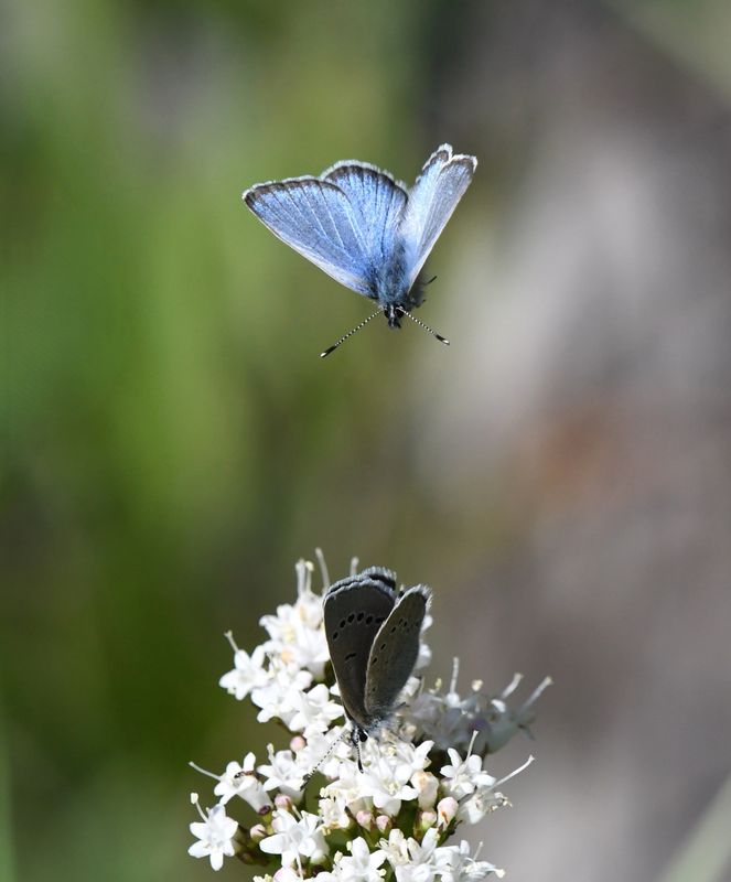 Silvery Blue: Glaucopsyche lygdamus