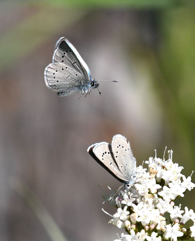 Silvery Blue: Glaucopsyche lygdamus