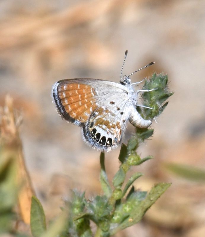 Western Pygmy Blue: Brephidium exilis