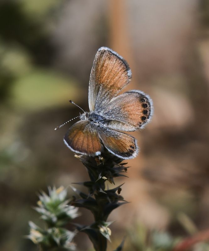 Western Pygmy Blue: Brephidium exilis
