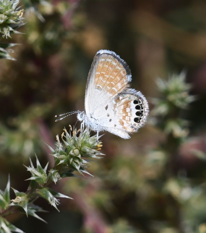 Western Pygmy Blue: Brephidium exilis