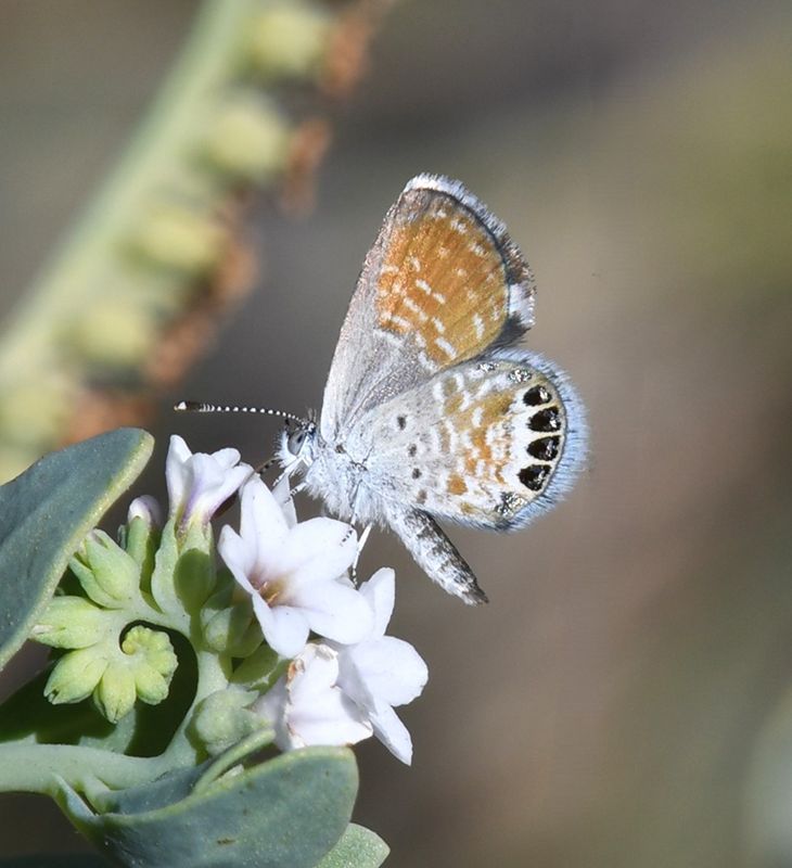 Western Pygmy Blue: Brephidium exilis