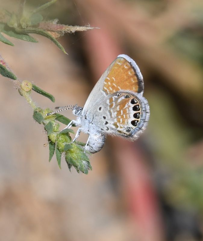 Western Pygmy Blue: Brephidium exilis