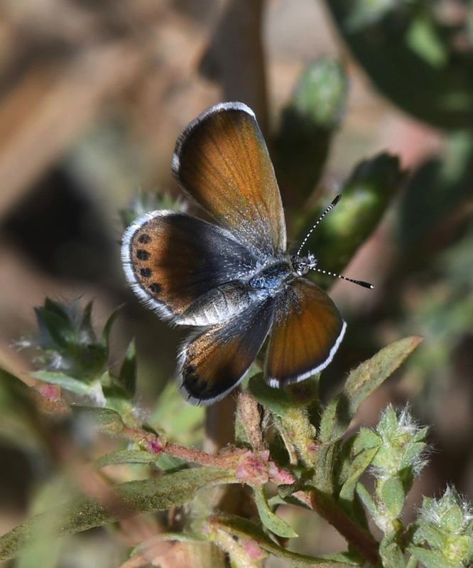 Western Pygmy Blue: Brephidium exilis
