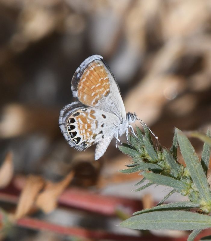 Western Pygmy Blue: Brephidium exilis