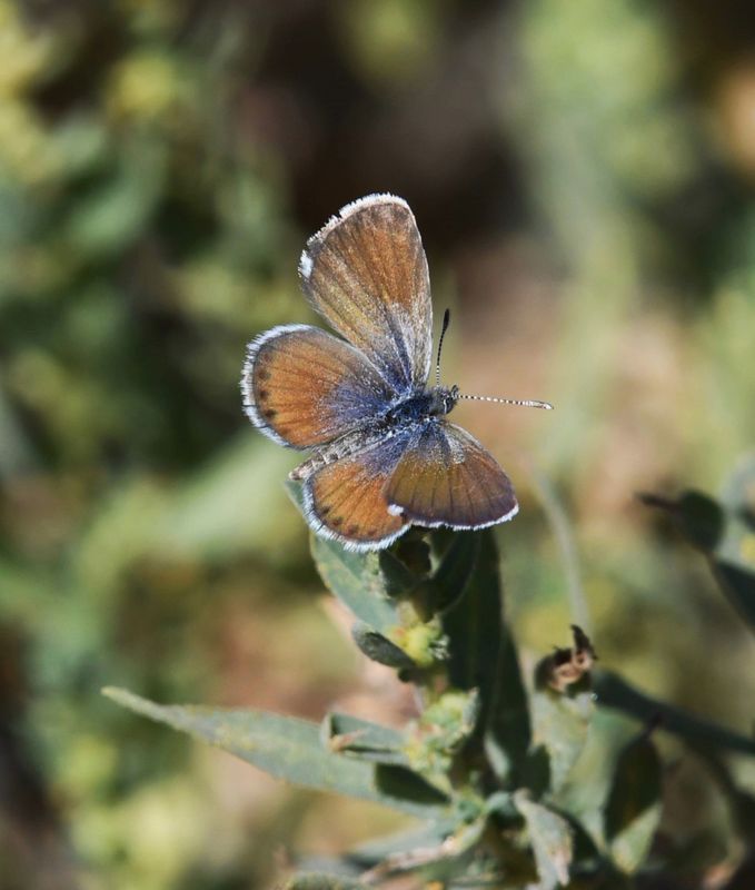 Western Pygmy Blue: Brephidium exilis