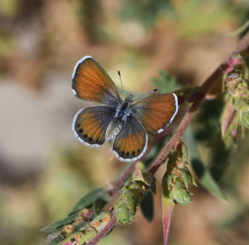 Western Pygmy Blue: Brephidium exilis