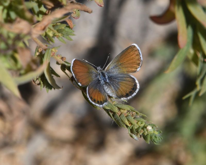 Western Pygmy Blue: Brephidium exilis