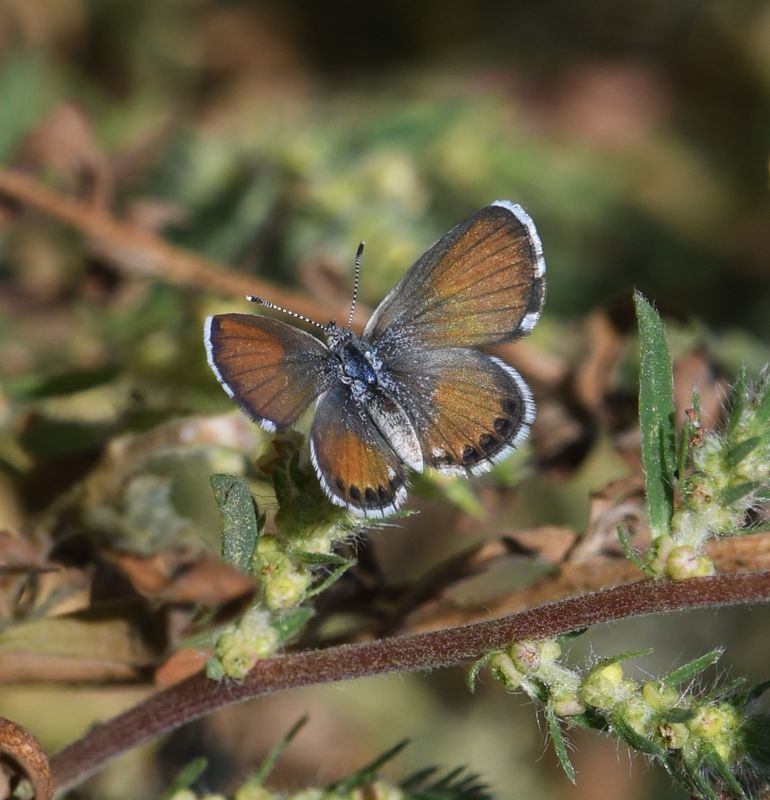 Western Pygmy Blue: Brephidium exilis