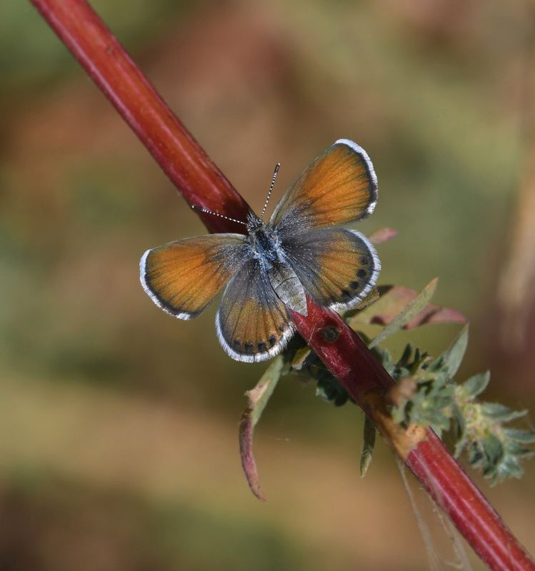Western Pygmy Blue: Brephidium exilis