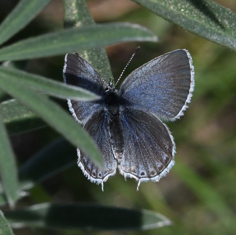 Western Tailed Blue: Cupido amyntula