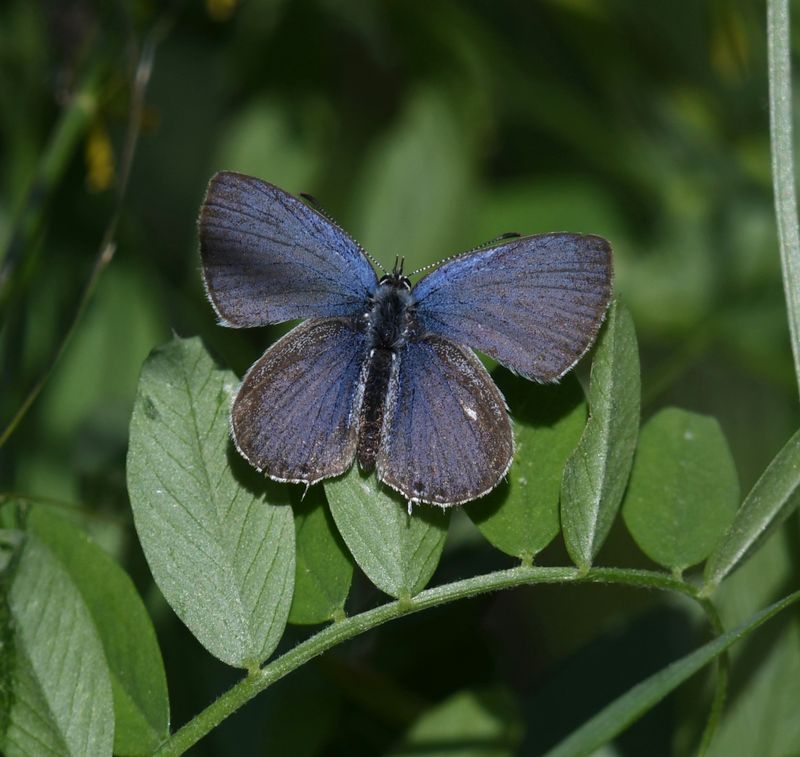 Western Tailed Blue: Cupido amyntula