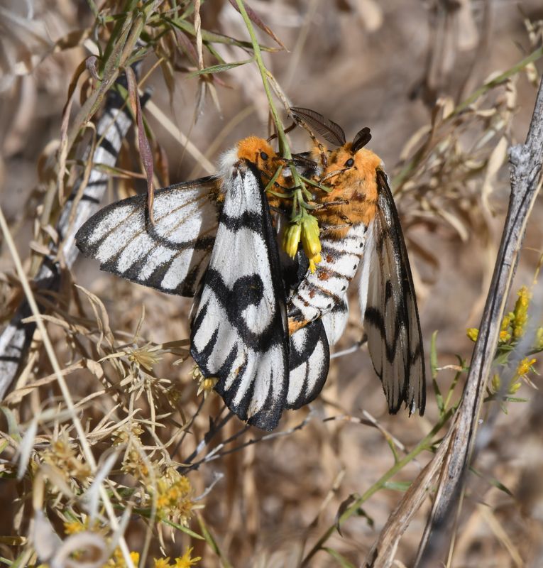 Hera Buckmoth