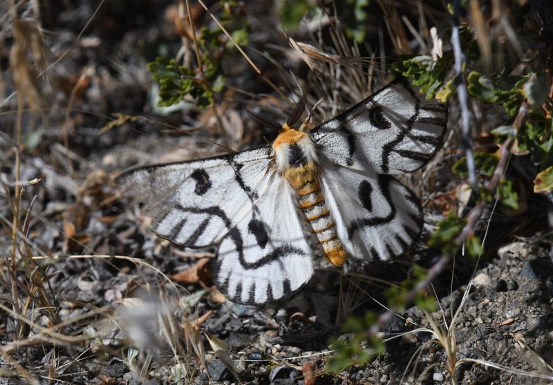 Hera Buckmoth