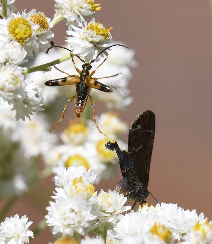 Beetle and Thicket Hairstreak