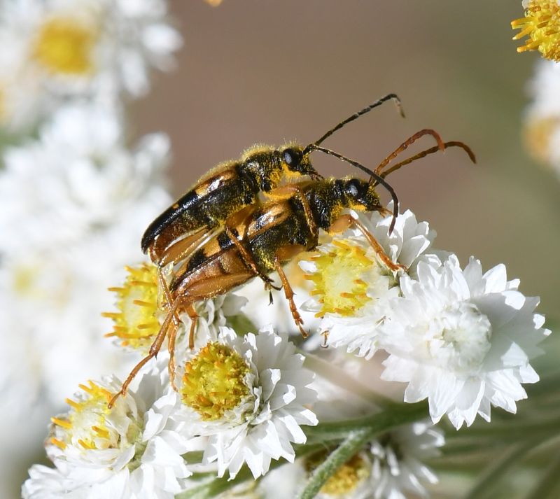 Beetles