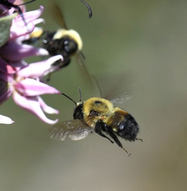 Bumblebee
