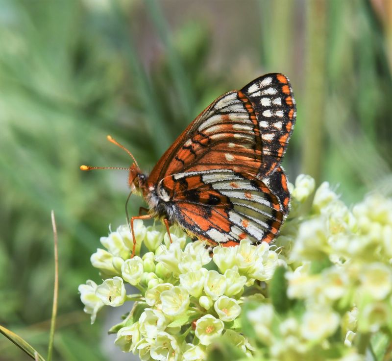 Anicia Checkerspot: Euphydryas anicia
