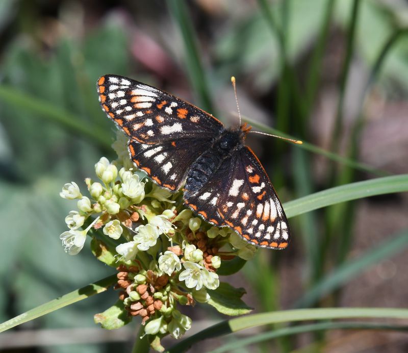 Anicia Checkerspot: Euphydryas anicia