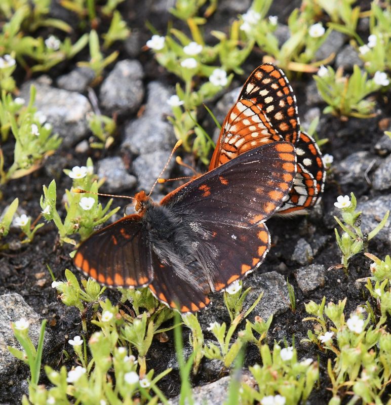 Anicia Checkerspot: Euphydryas anicia