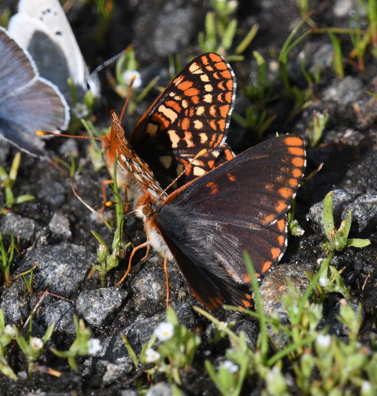 Anicia Checkerspot: Euphydryas anicia
